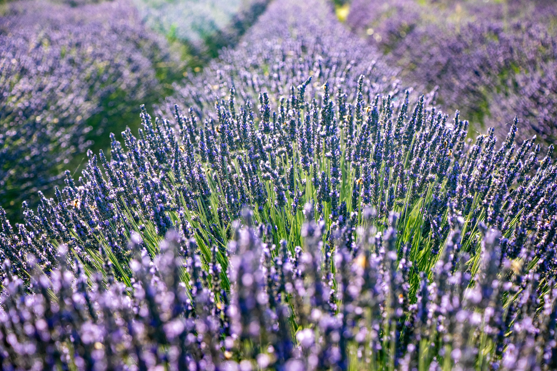 Pieve Santa Luce - lavanda